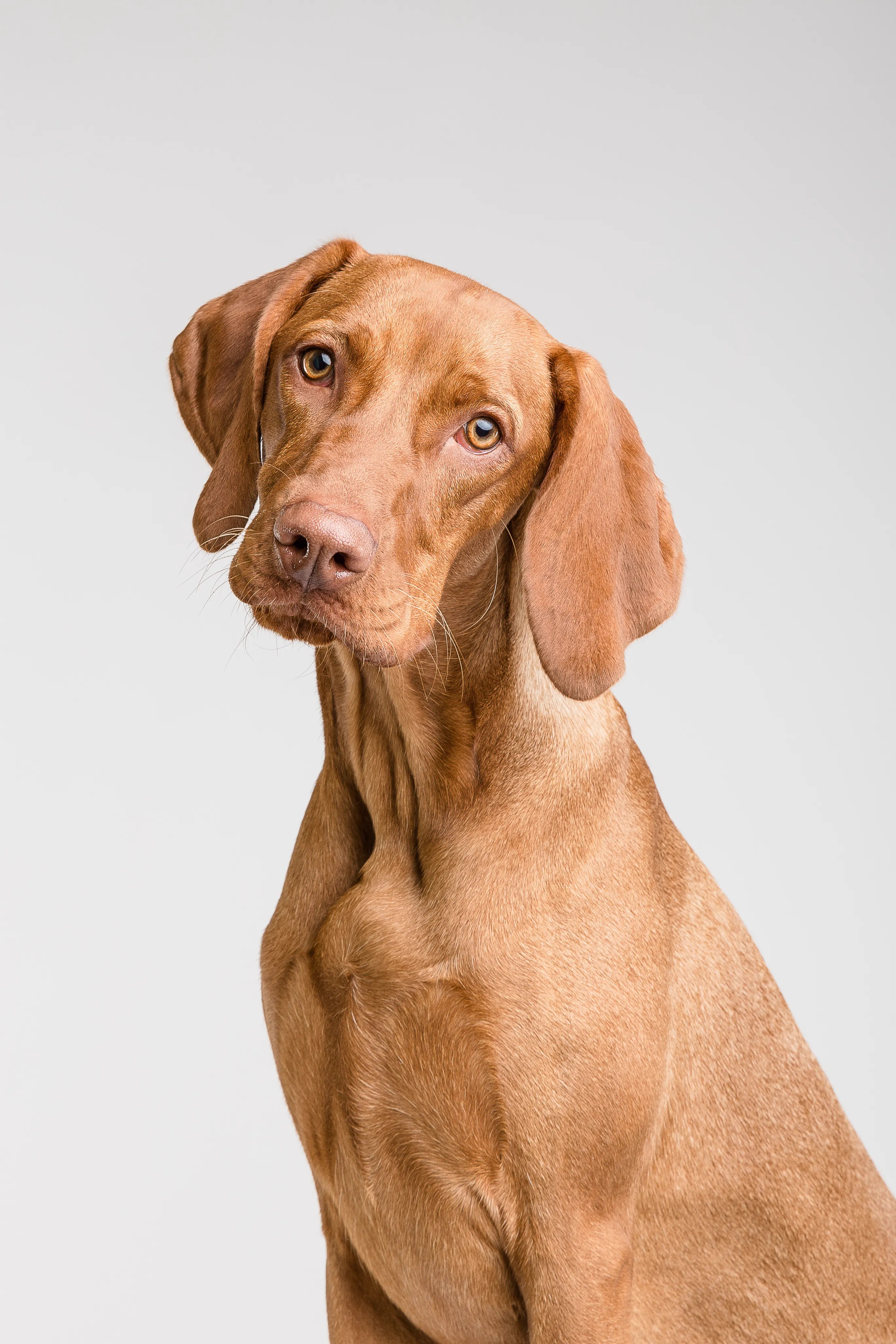 Original image for Talking Dog Head Shake